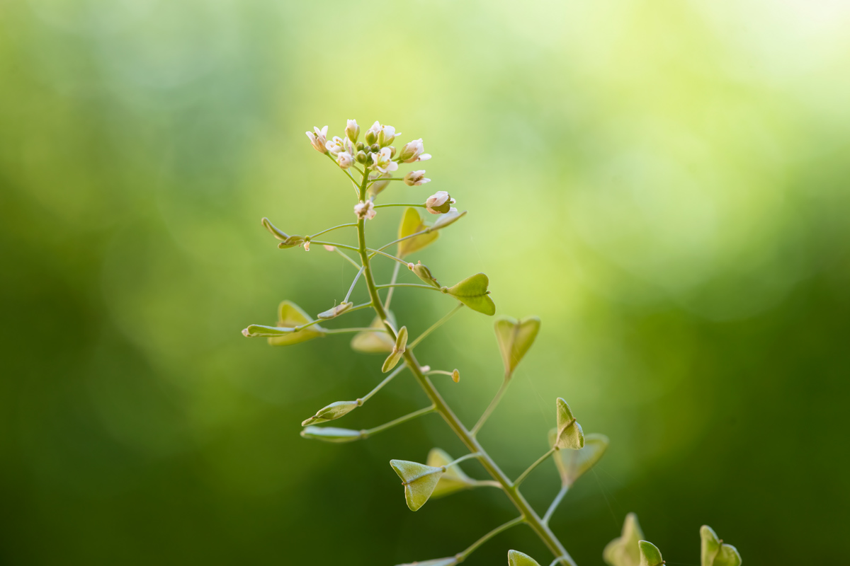 Shepherd’s purse (Capsella bursa-pastoris)