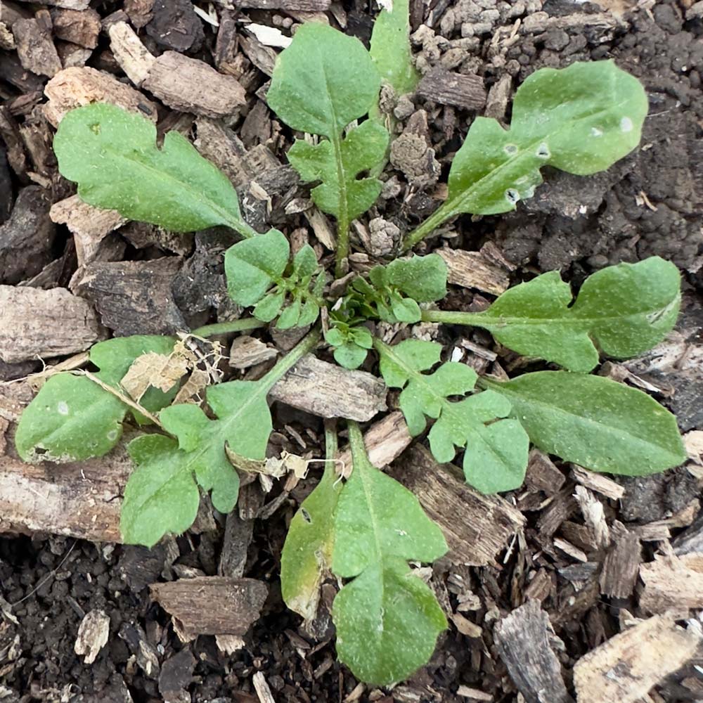 Shepherd's purse rosette.