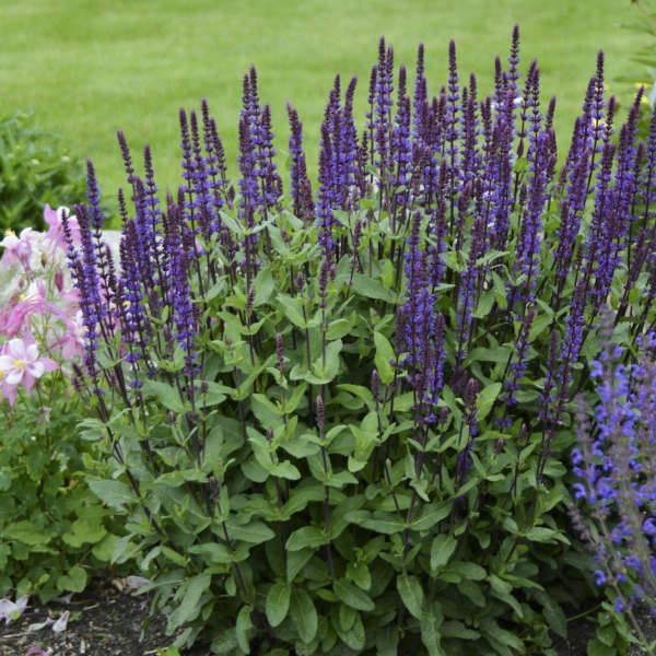 Salvia 'May Night'