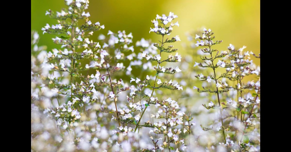 2021 Perennial Plant of the Year