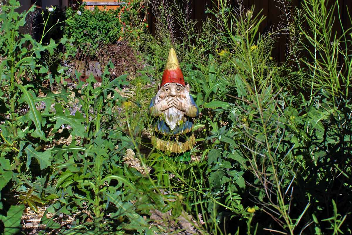 Garden gnome in a weedy garden