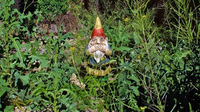 Garden gnome in a weedy garden