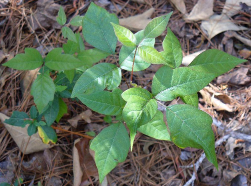 Poison ivy © USDA-NRCS PLANTS Database