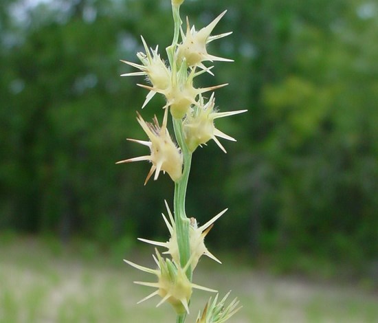 sandbur