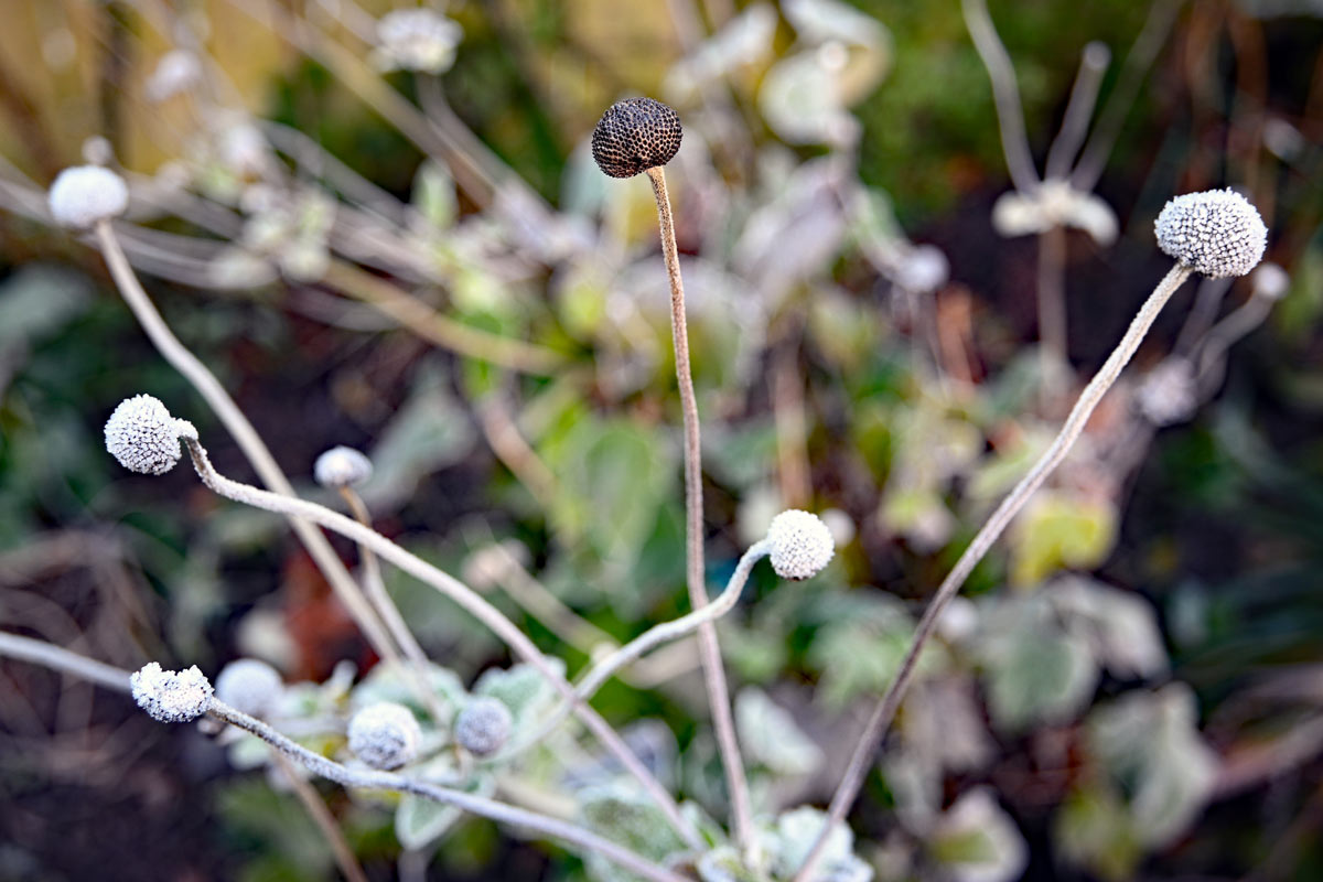 Japanese anemone in winter.