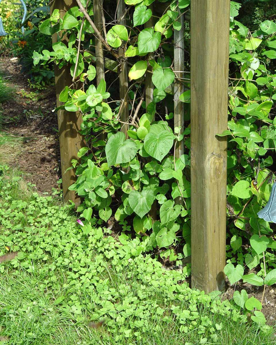 Morning glory seeded in a lawn