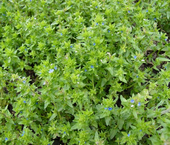 Corn speedwell weed patch
