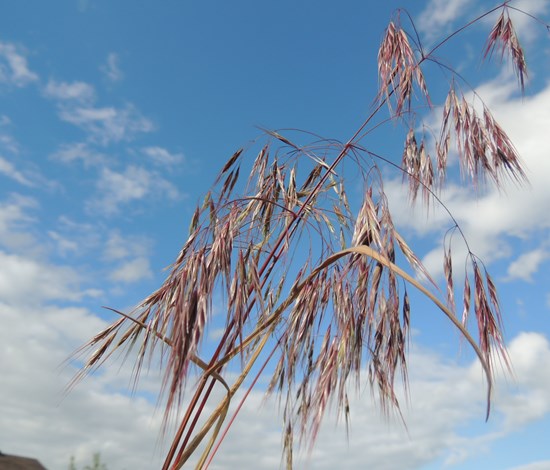 cheatgrass