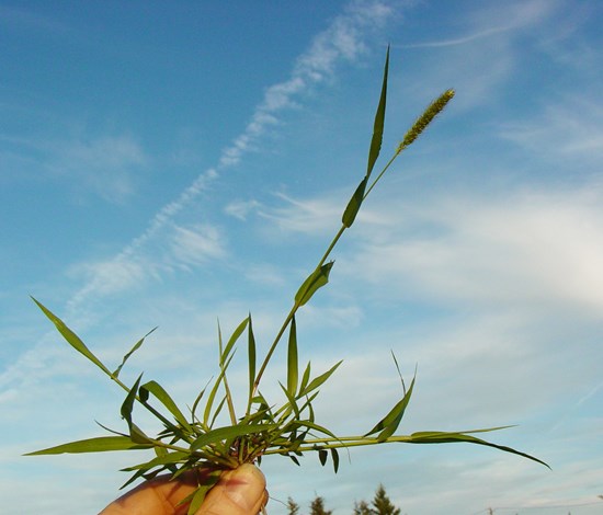 Yellow foxtail plant