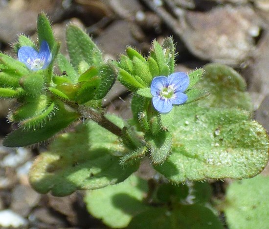 Corn speedwell blue flowers