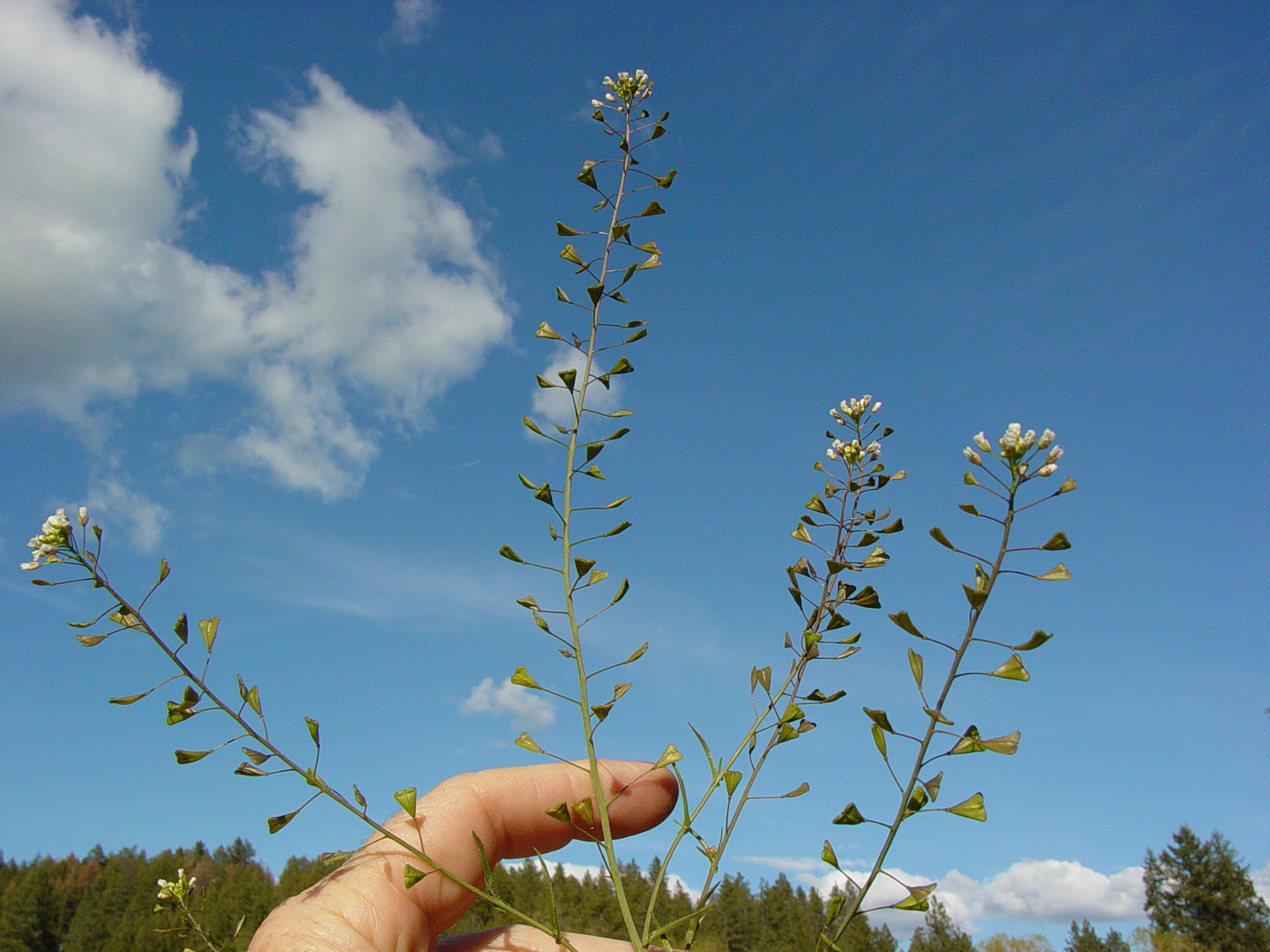 SOLVED: The seed capsule of the plant shepherd's purse (Capsella  bursa-pastoris) can be either triangular or top- shaped. A cross was made:  P triangular x top-shaped F1 triangular (a) This suggests that