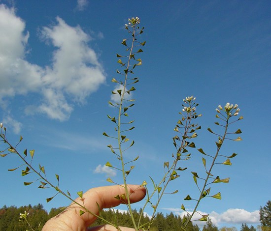 shepherd's purse flowers