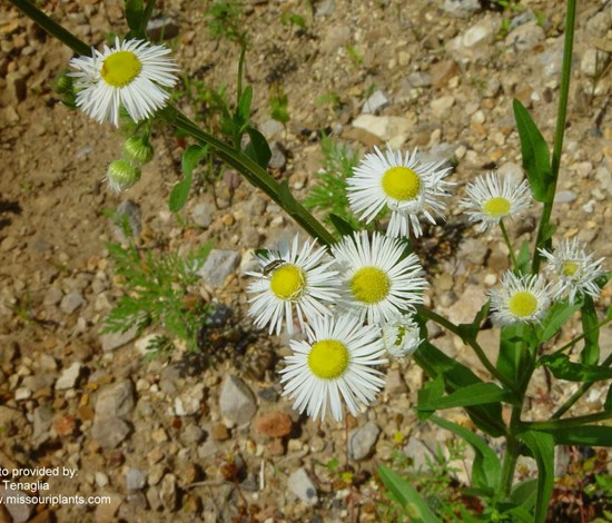 fleabane