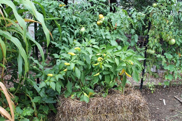 Tomatoes and hot peppers growing in straw bales.
