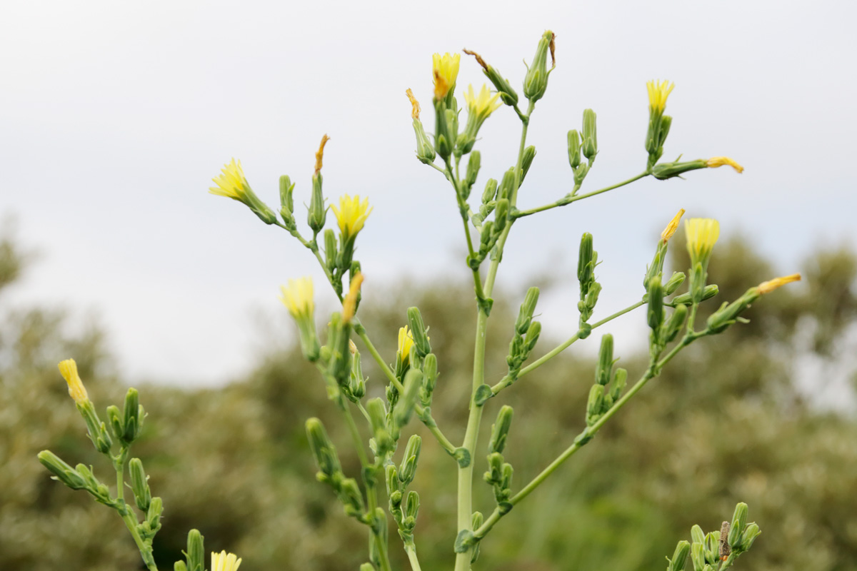 Prickly lettuce plant flowering