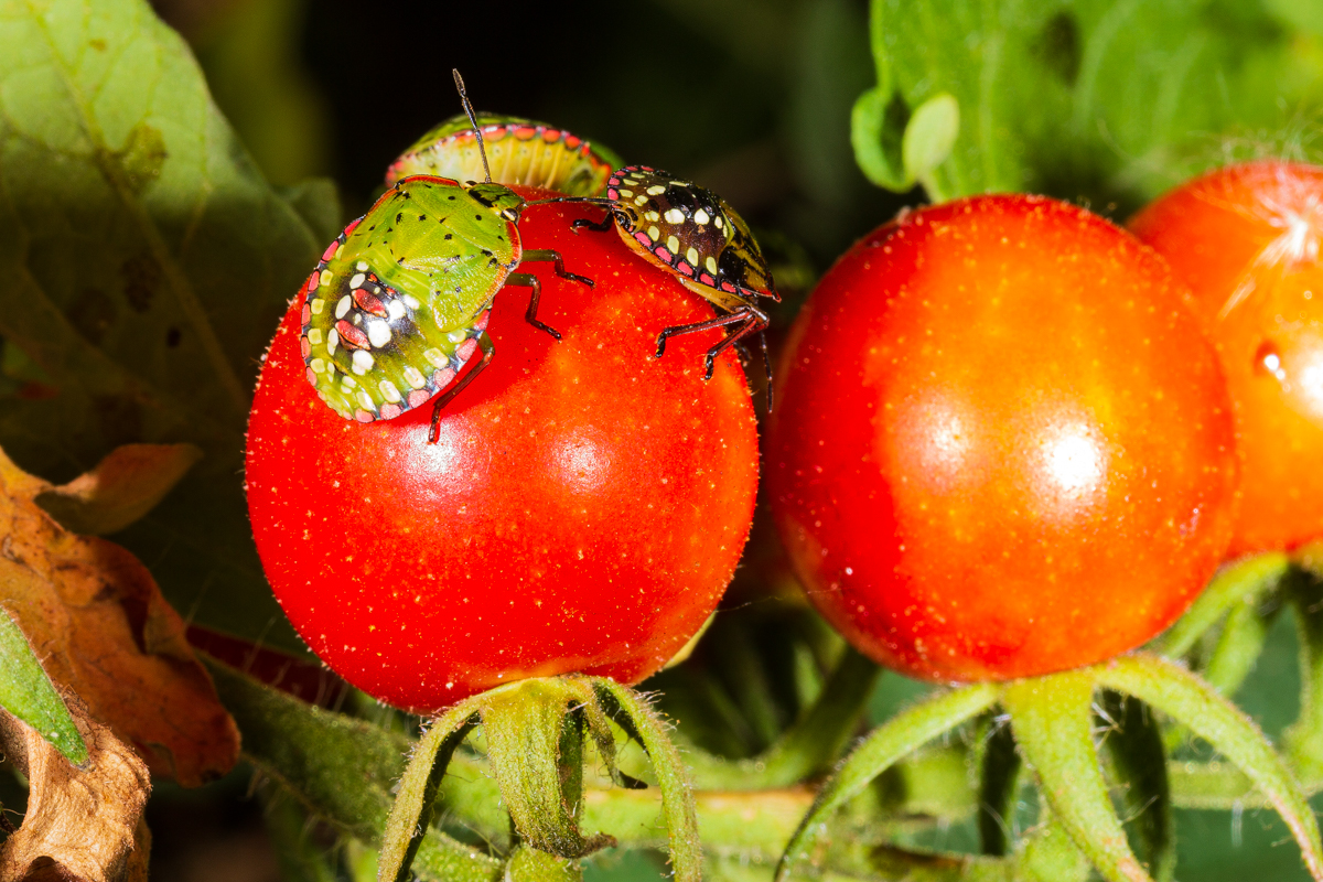 Bugs on tomatoes.