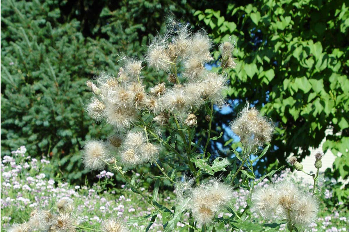 Marestail weed gone to seed