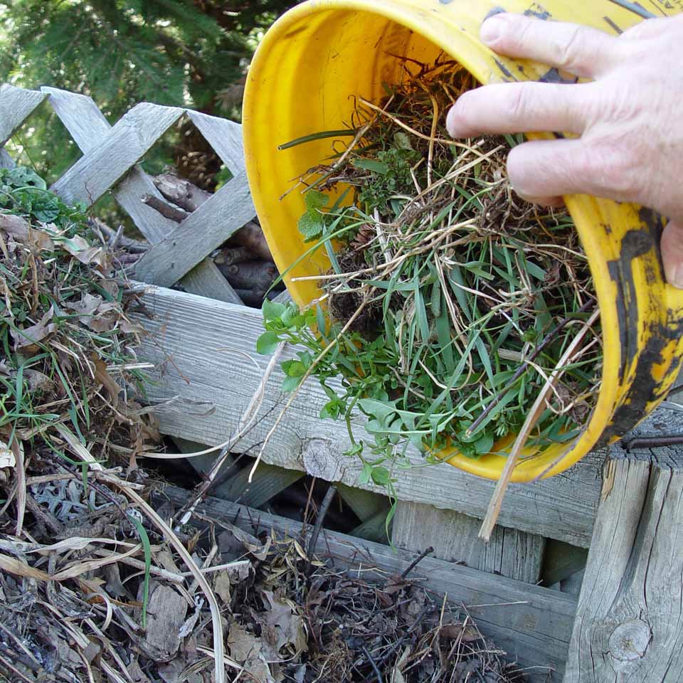 Bucket of weeds for the compost pile