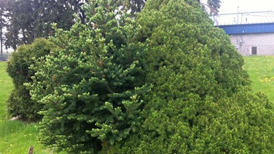 Dwarf Alberta spruce reverted