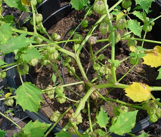 lanceleaf groundcherry