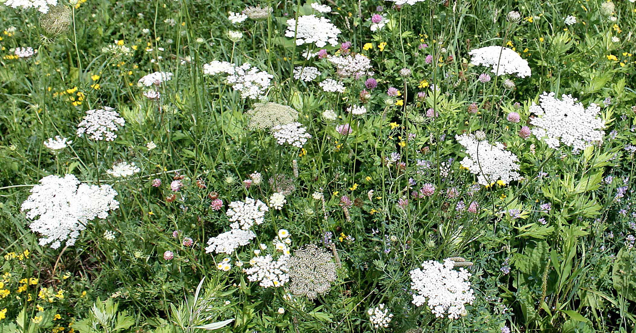 Wild Carrot In Field