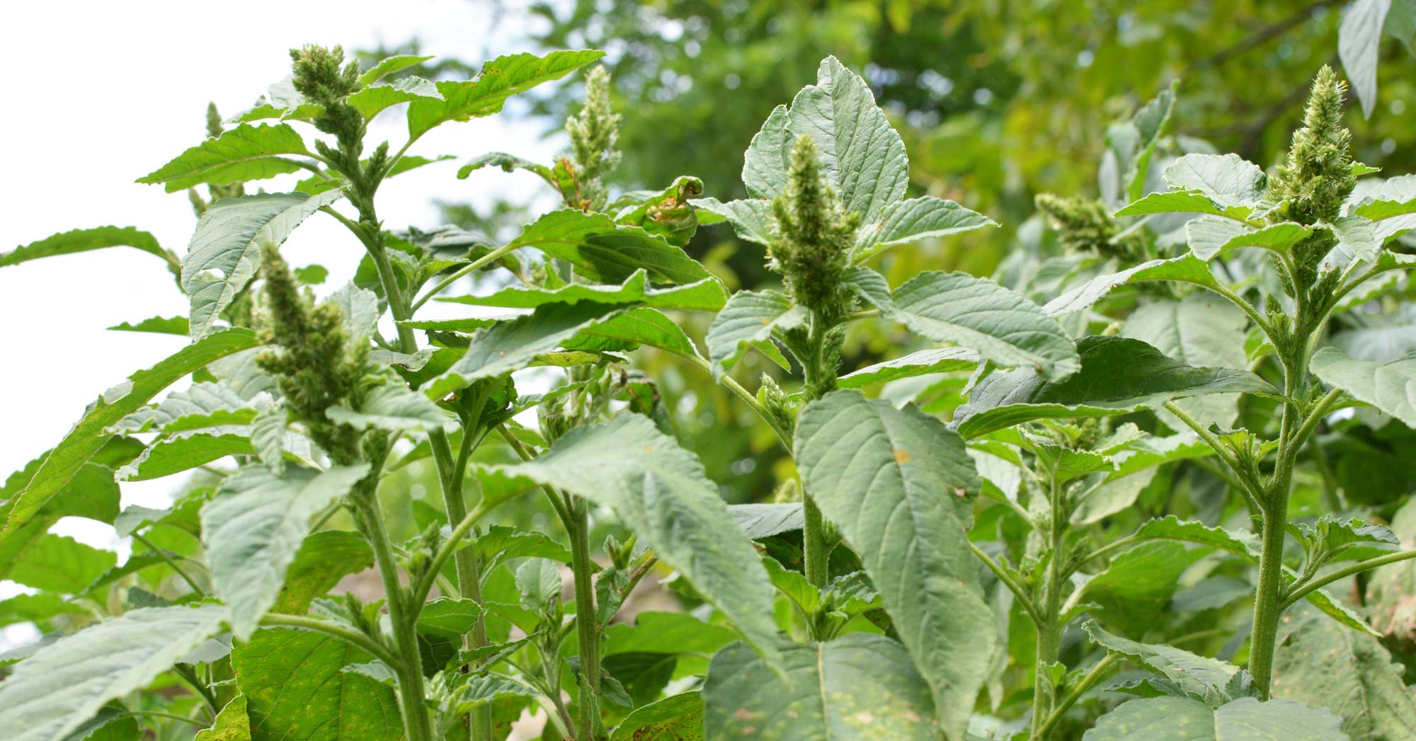 Redroot pigweed