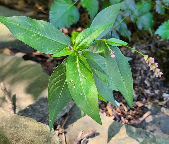 Pennsylvania smartweed