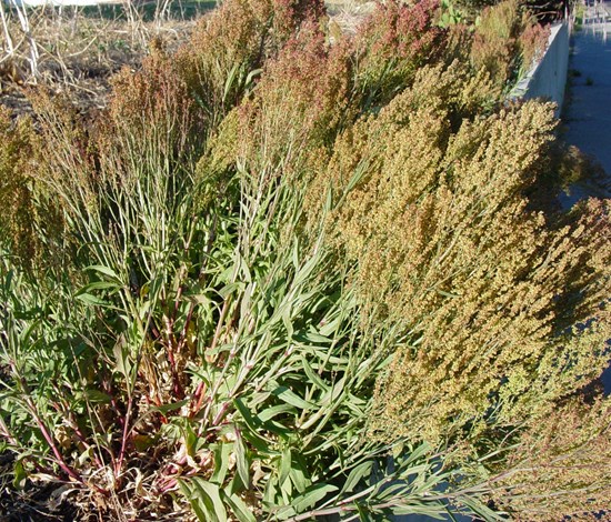 red sorrel