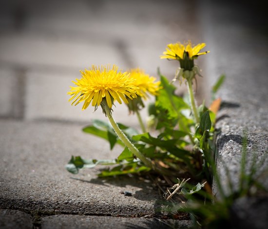 Dandelion, Taraxacum Officinale, growing in a sidewalk crack