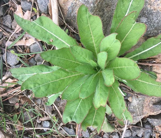 Evening Primrose Rosette