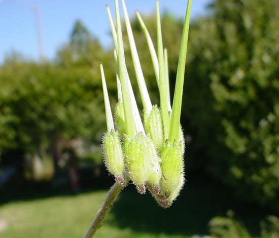 filaree seedhead