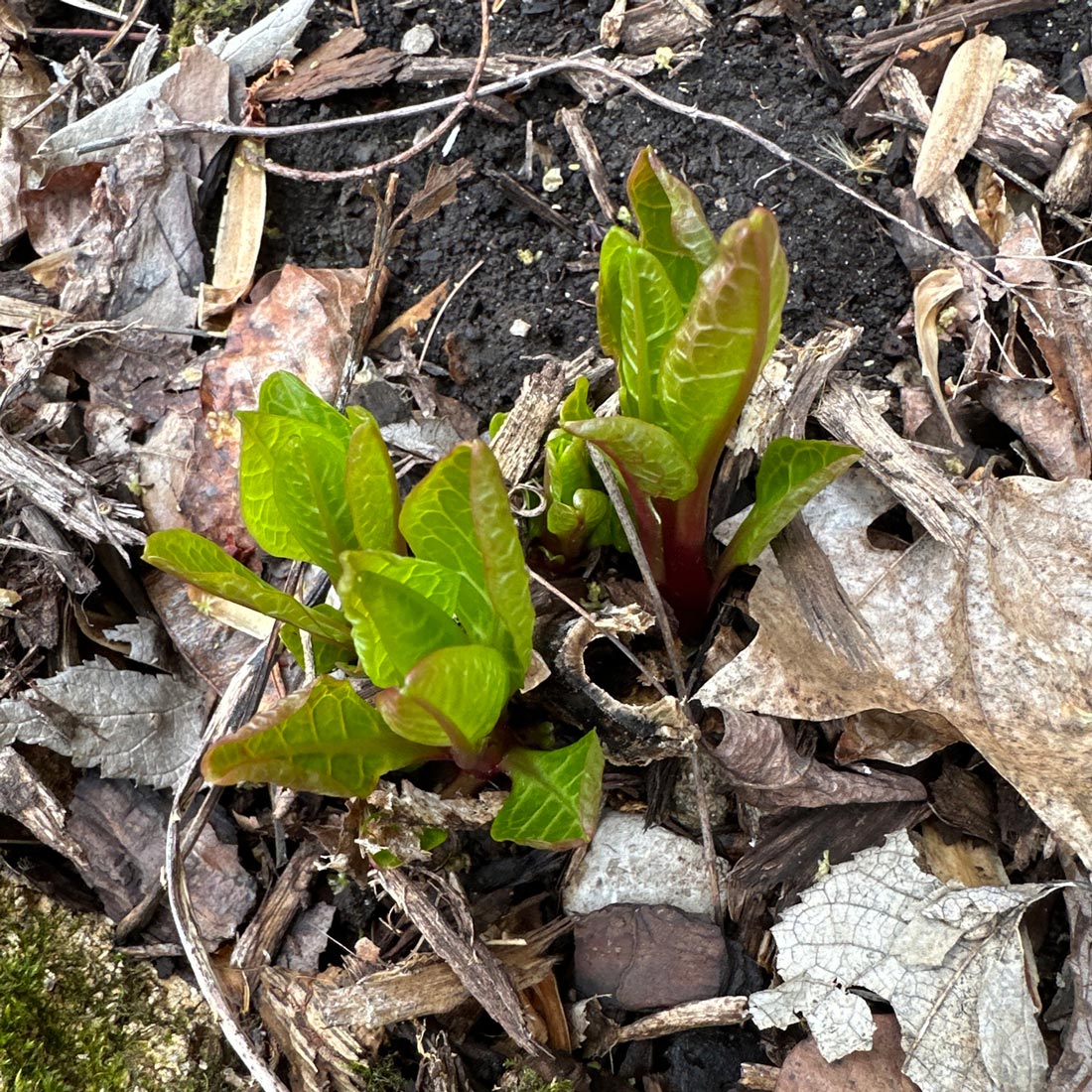 Pokeweed regrowth in spring