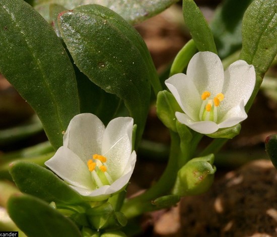 Rockpurslane white flower