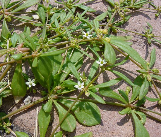 Carpetweed in flower