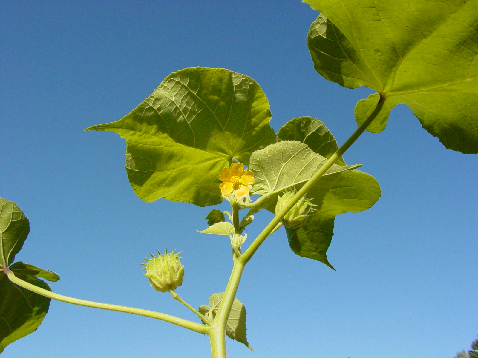 Velvetleaf (Abutilon theophrasti)