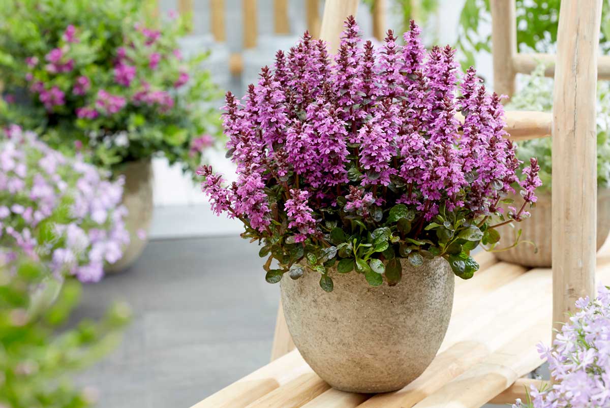 Ajuga 'Midnight Mystery'