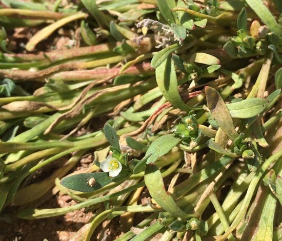 Rockpurslane