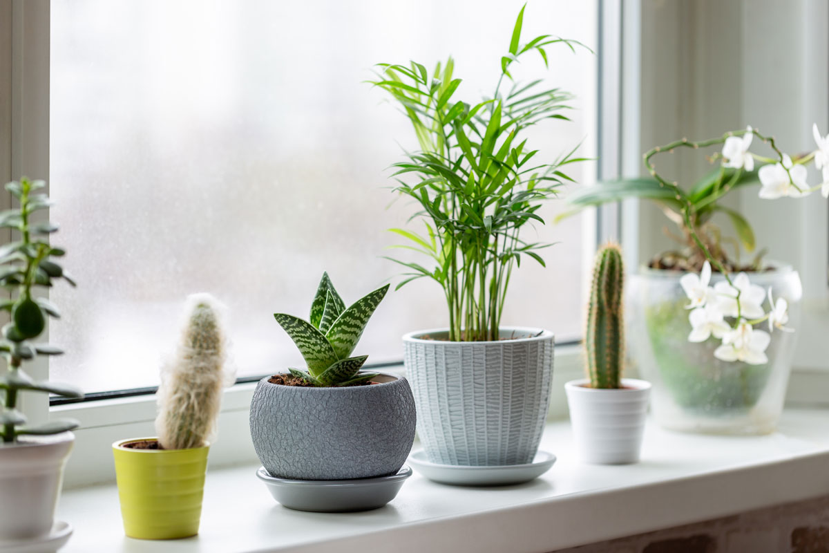 Houseplants in a window.