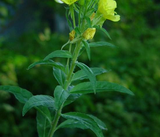 Evening primrose