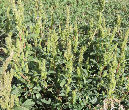 Redroot pigweed