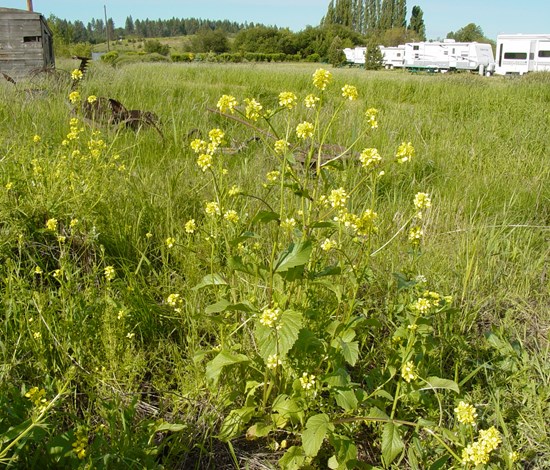 wild mustard