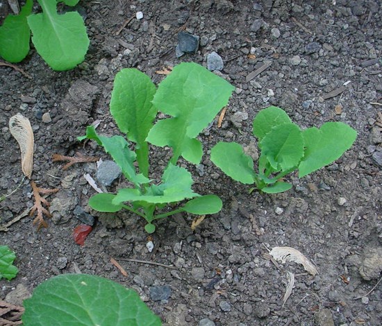 sowthistle seedlings