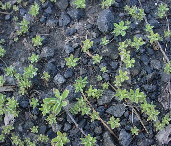 Kochia