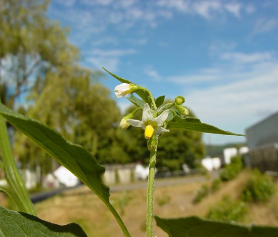 black nightshade