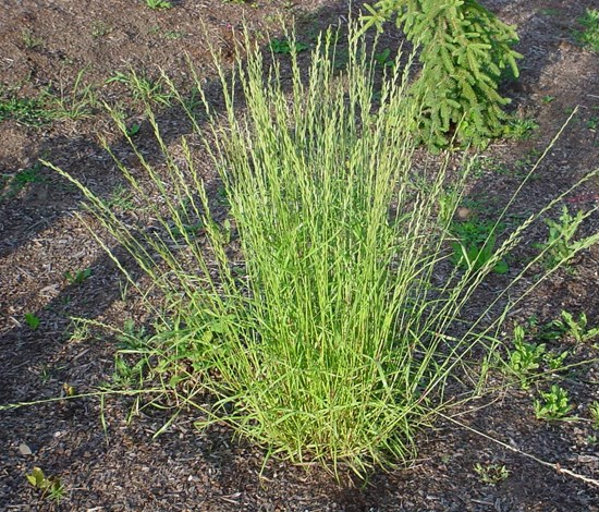 perennial ryegrass
