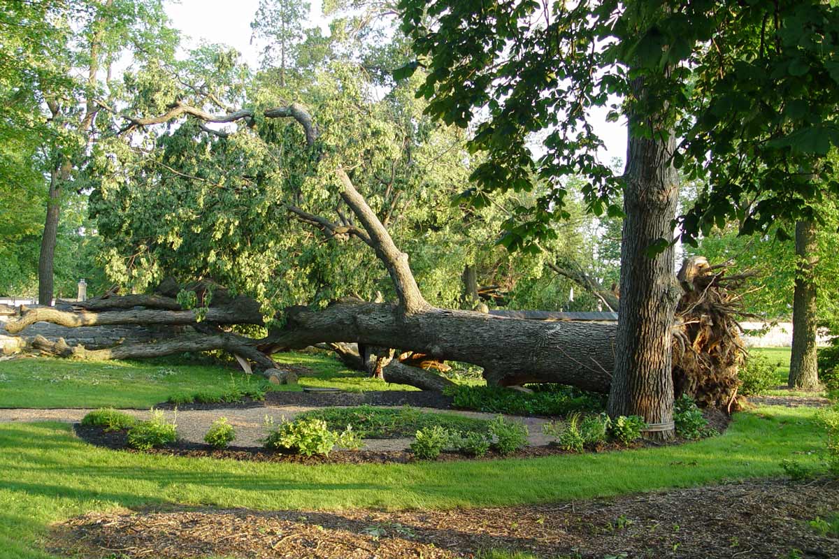 Large fallen tree