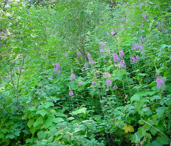 fireweed