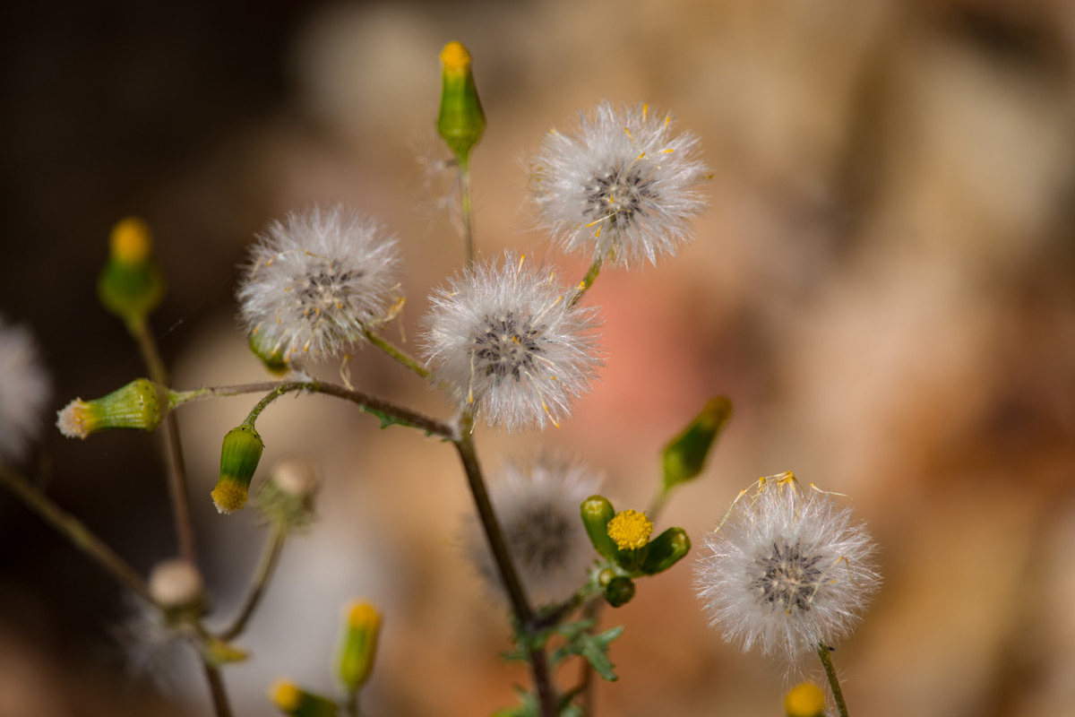 Common groundsel (Senecio vulgaris) flowers and seeds.