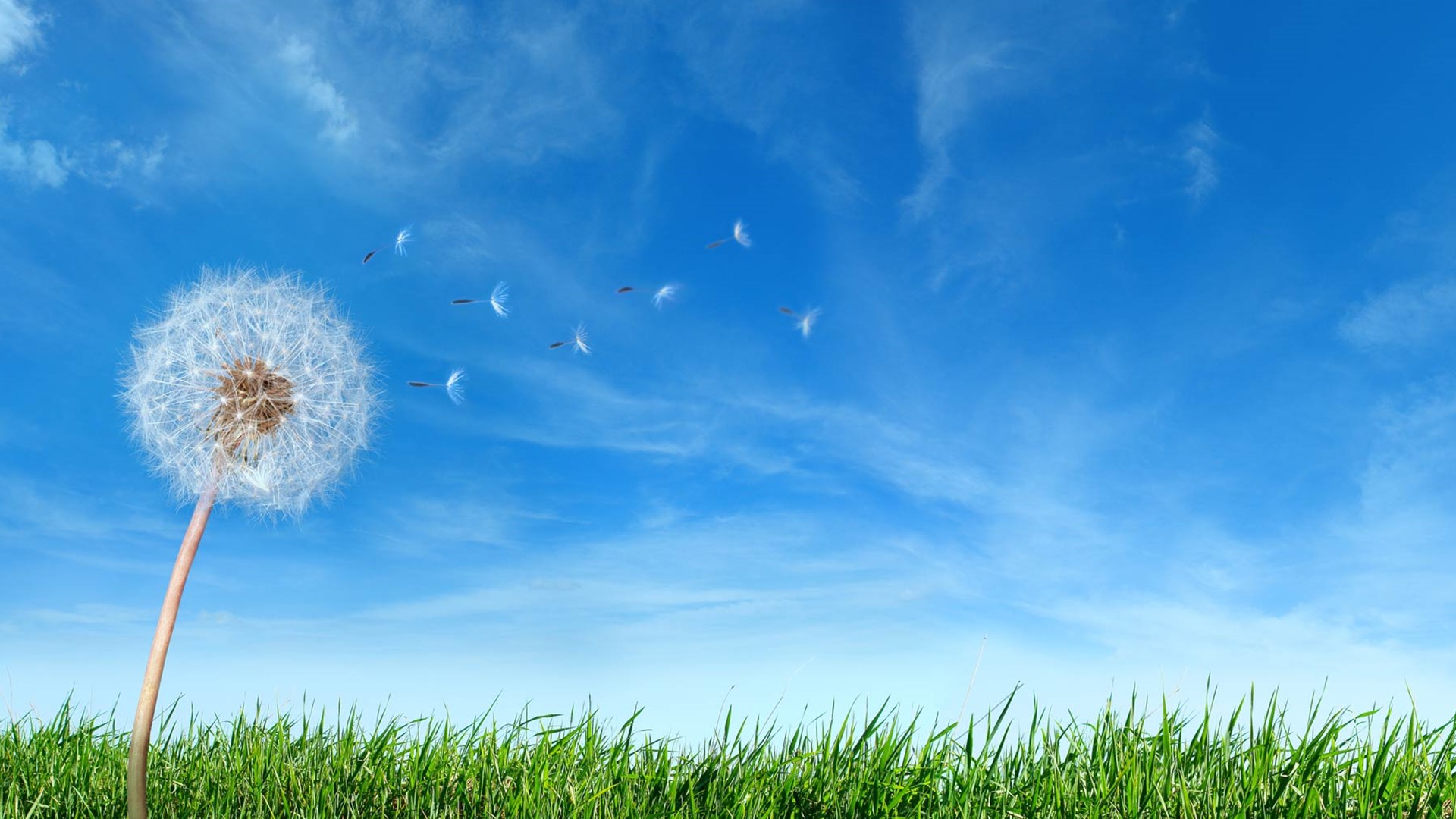 Don't let weeds go to seed.