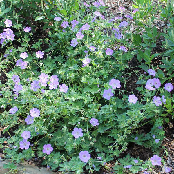 Geranium Azure Rush